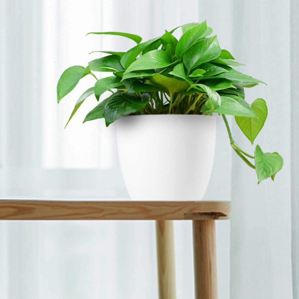plant vase on a table