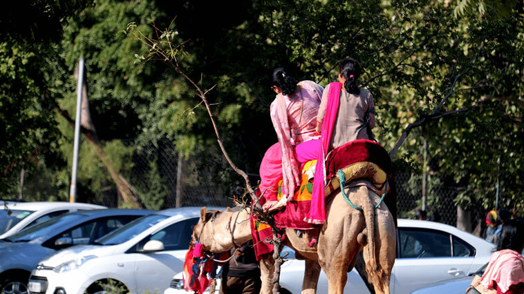 camel ride sukhna lake