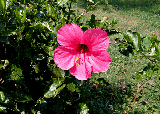 Hibiscus Garden 
